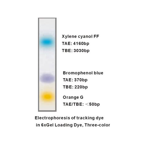 loading buffer gel electrophoresis.